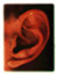 EAR!